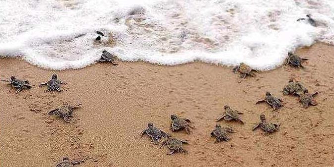 Campo Tortuguero